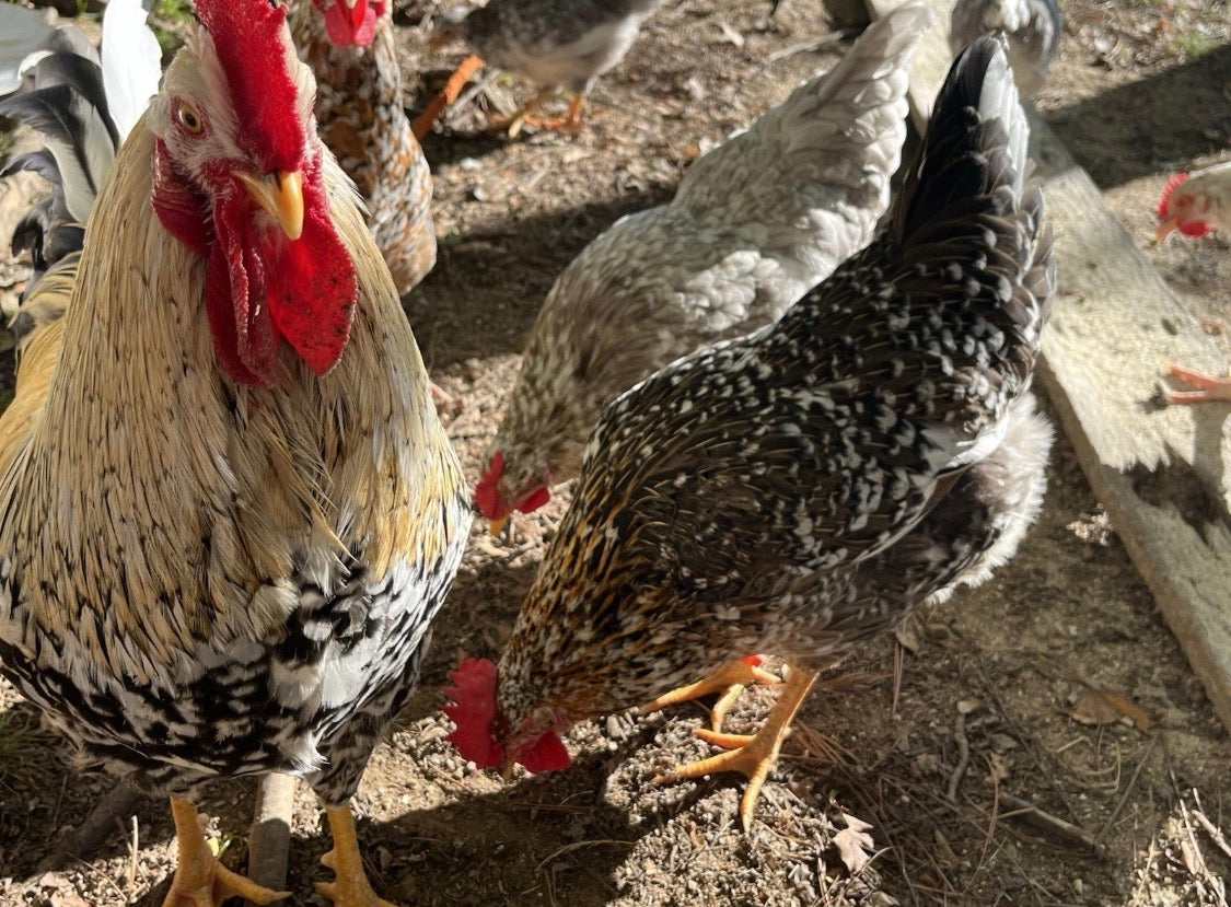 12 Swedish Flower Eggs