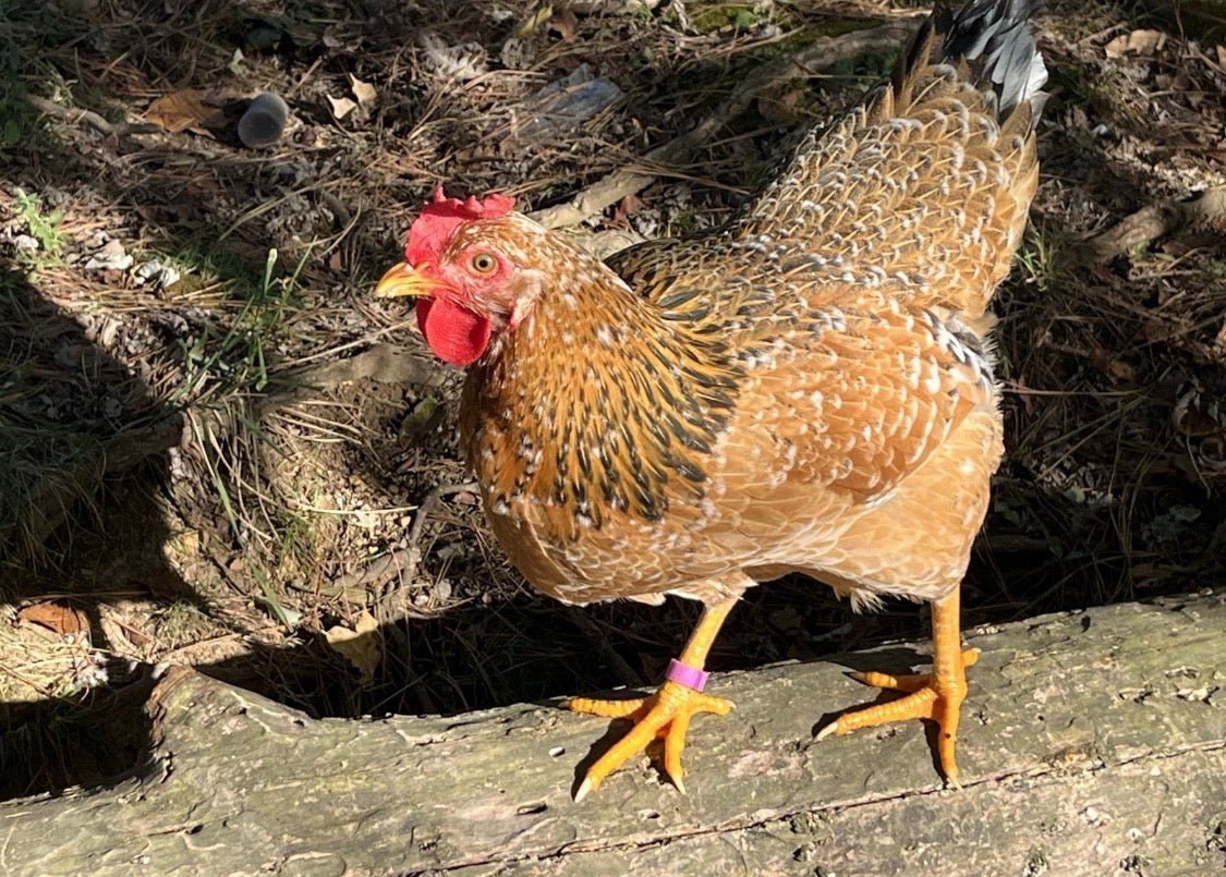 12 Swedish Flower Eggs