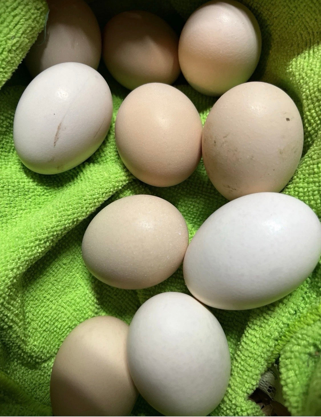 12 Swedish Flower Eggs