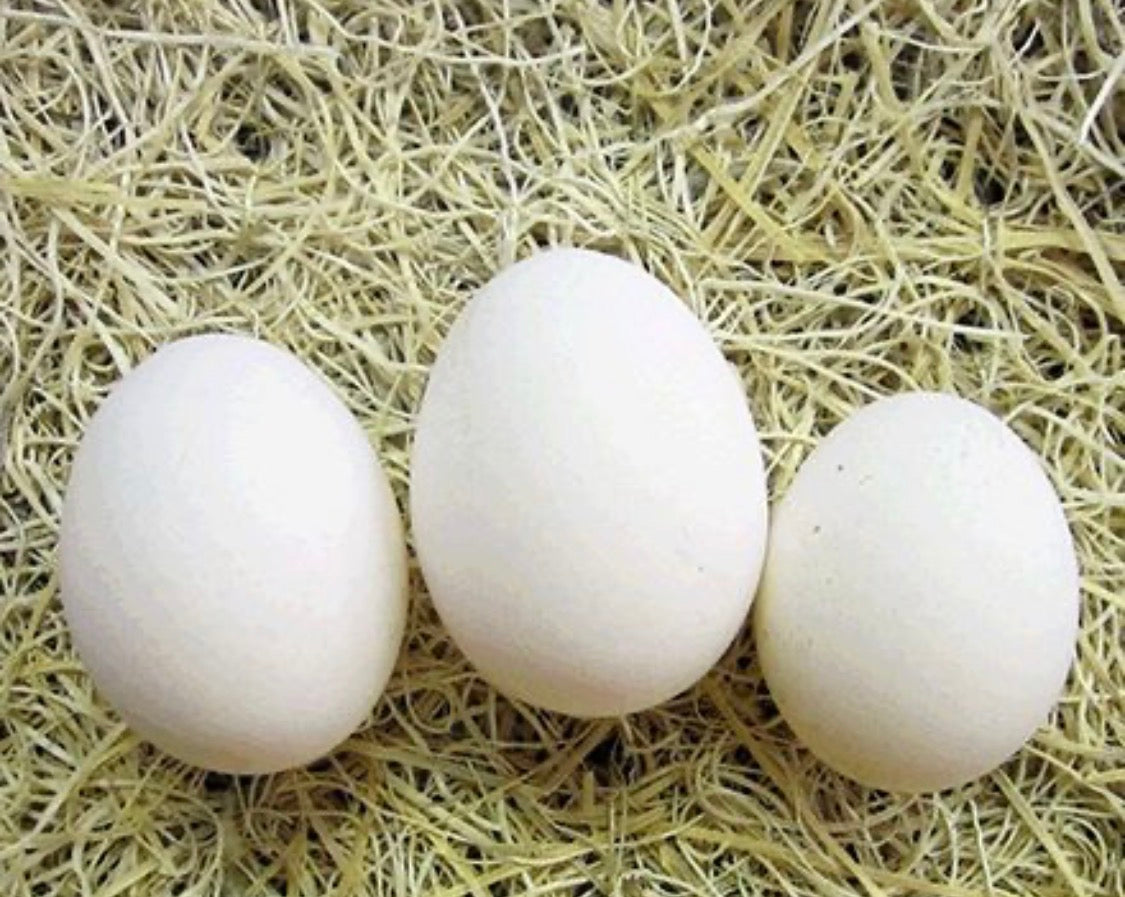 Silver Dorking Chicken