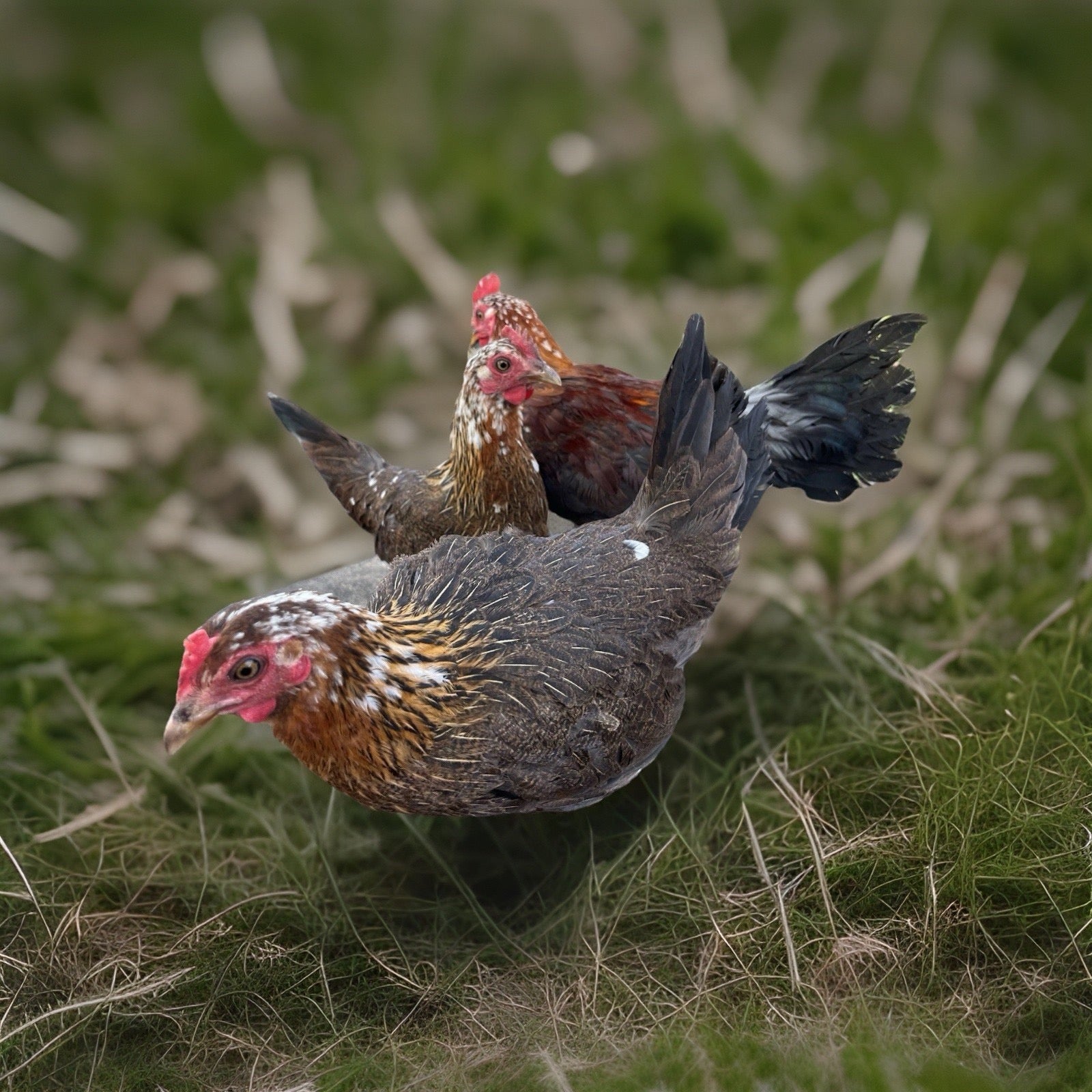Laughing Chicken (Ayam Ketawa)