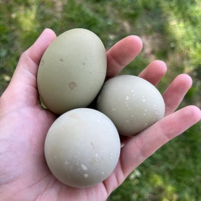 Speckled Olive/Moss Egger