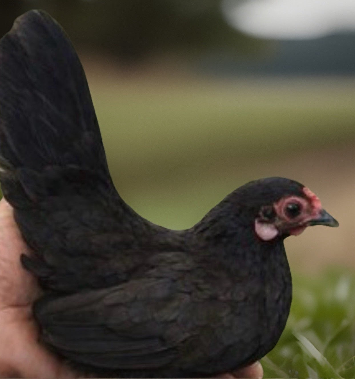 Kikiriki Bantam