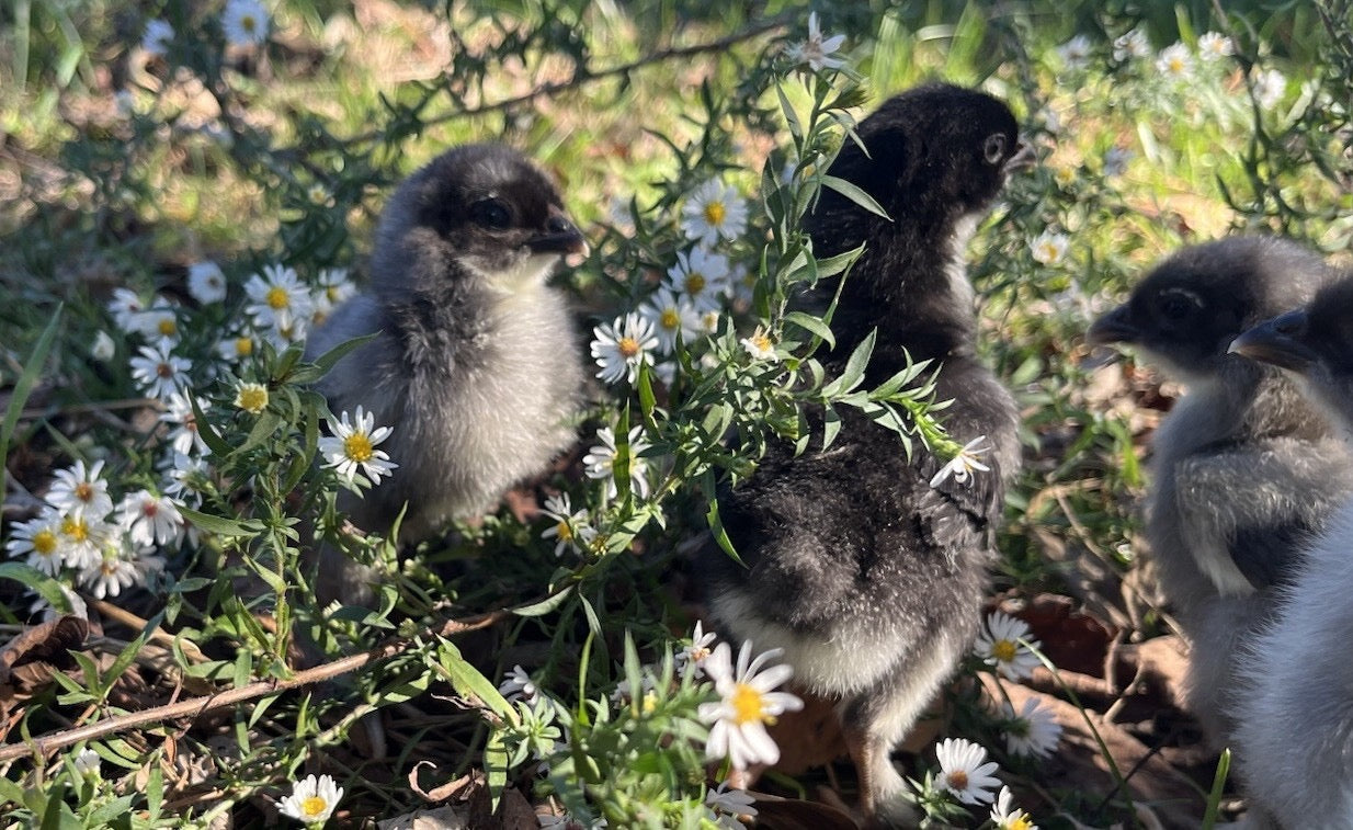 Speckled Olive/Moss Egger