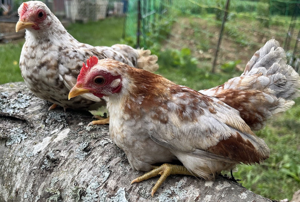Kikiriki Bantam