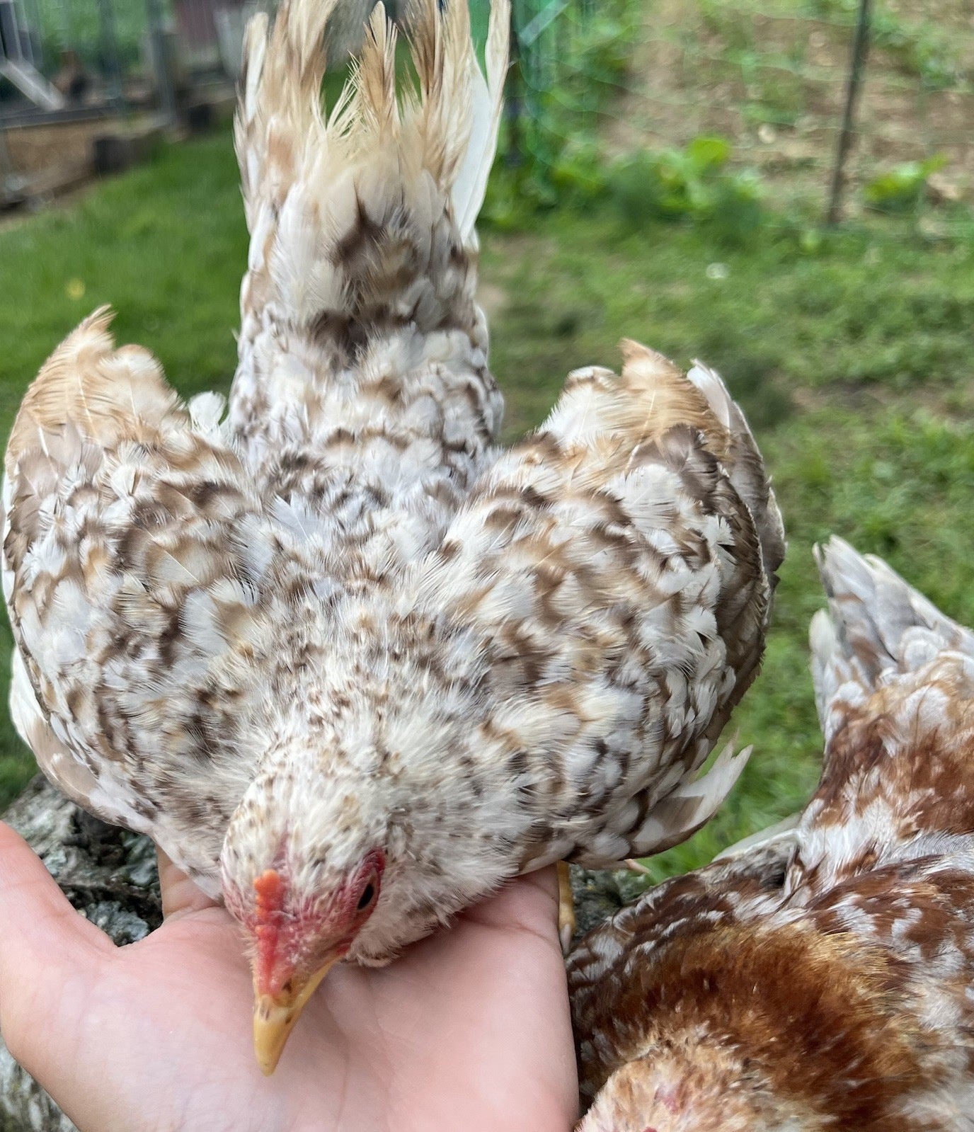 Kikiriki Bantam