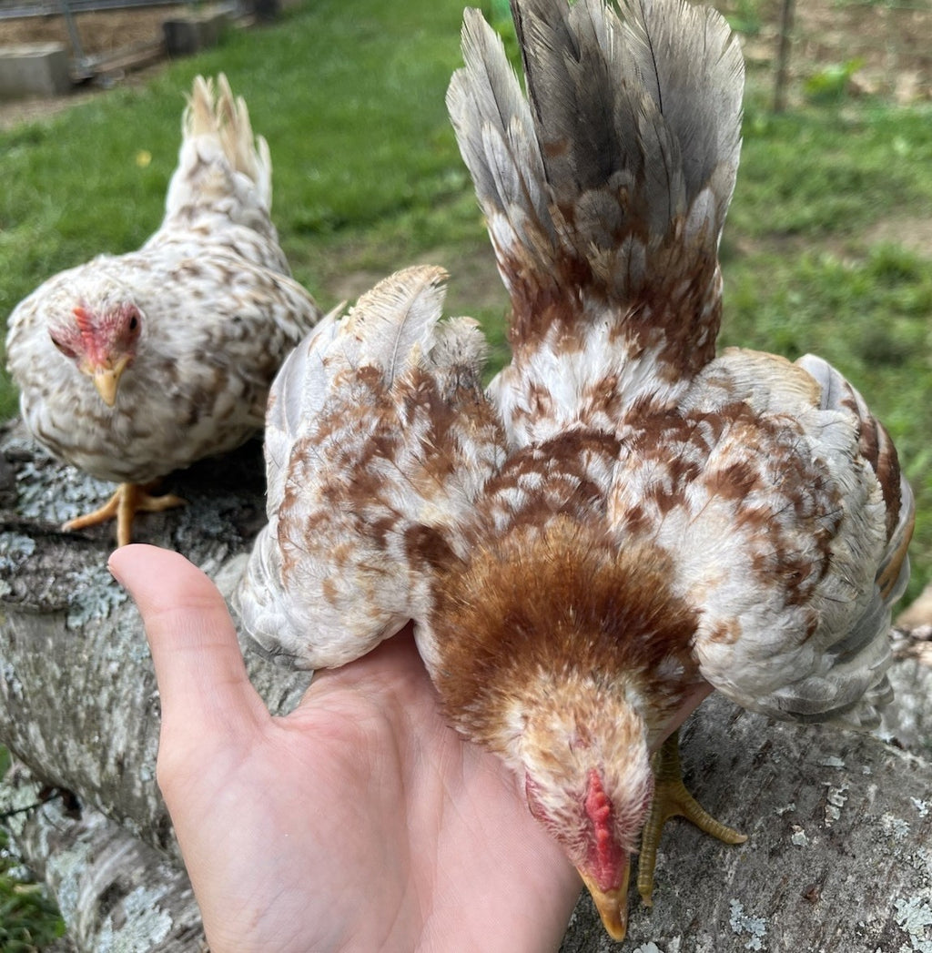 Kikiriki Bantam
