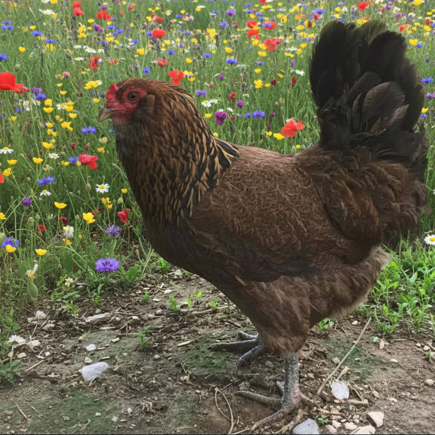 Speckled Olive/Moss Egger