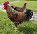 Bantam Bielefelder