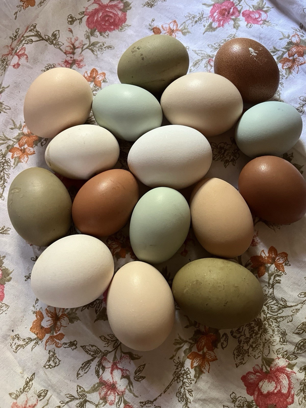 Hens Choice 100% Pure Lines Hatching Eggs!