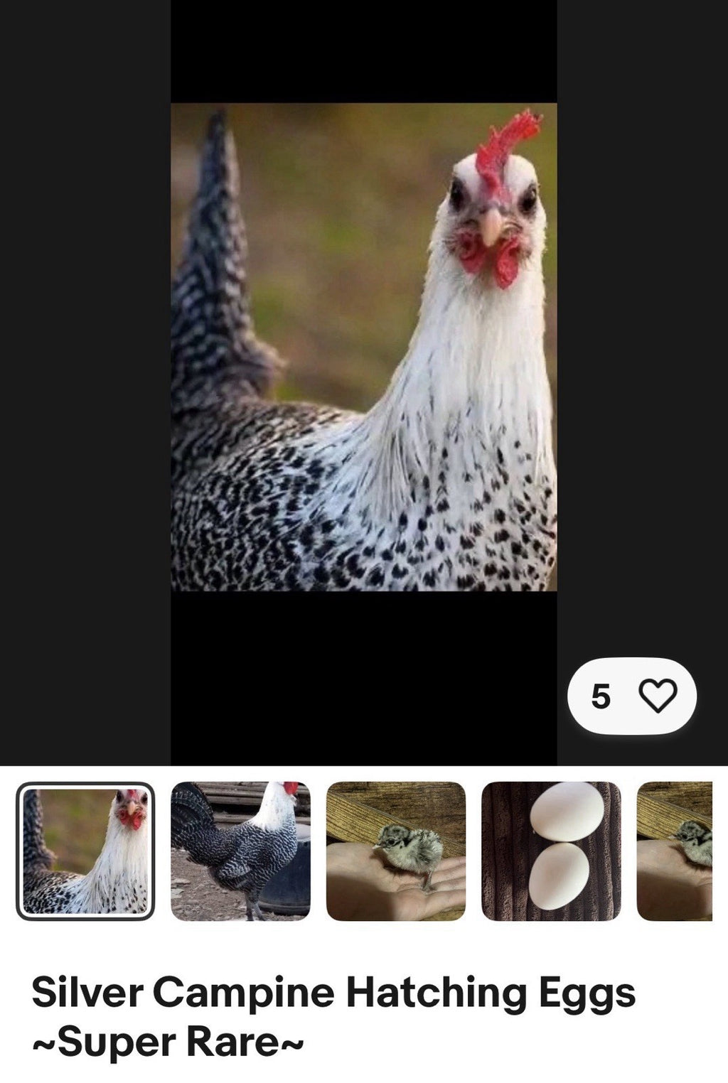 Hens Choice 100% Pure Lines Hatching Eggs!