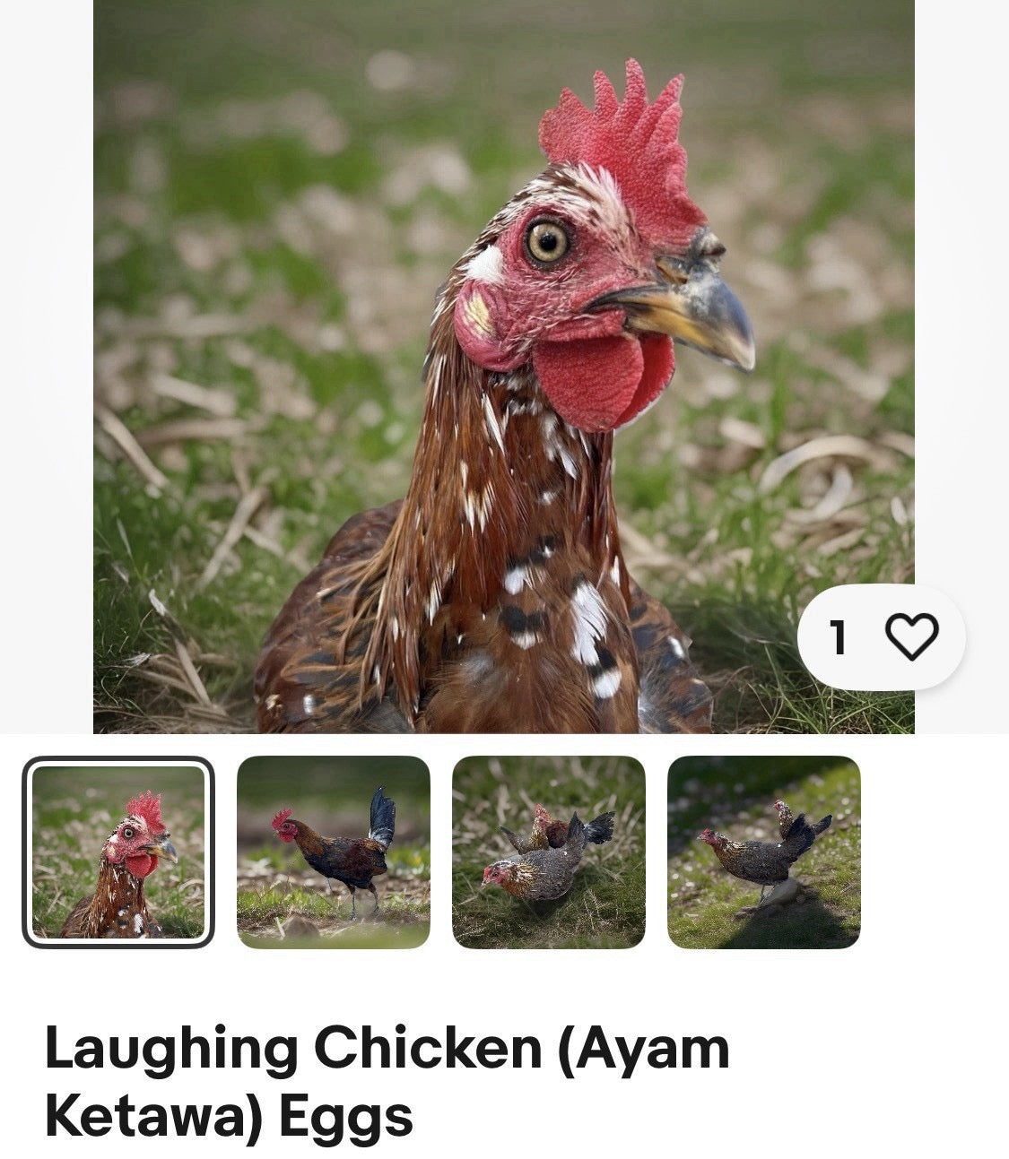 Hens Choice 100% Pure Lines Hatching Eggs!