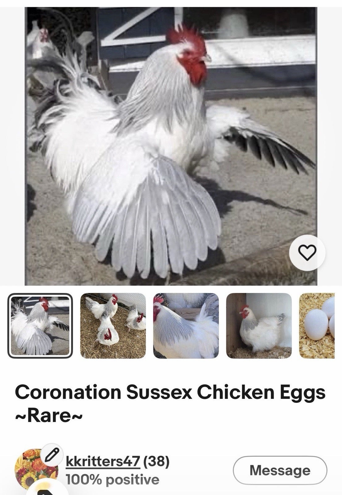 Hens Choice 100% Pure Lines Hatching Eggs!