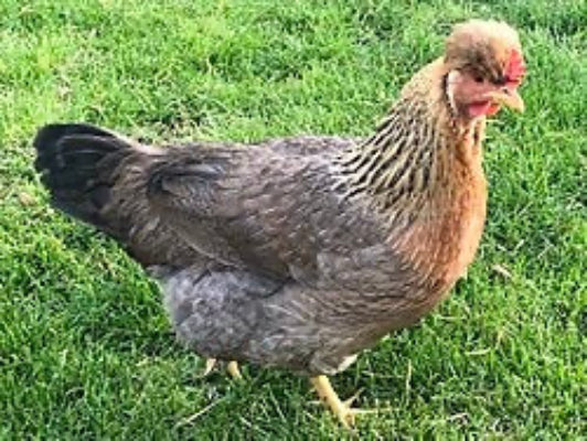 Cream Crested Legbar