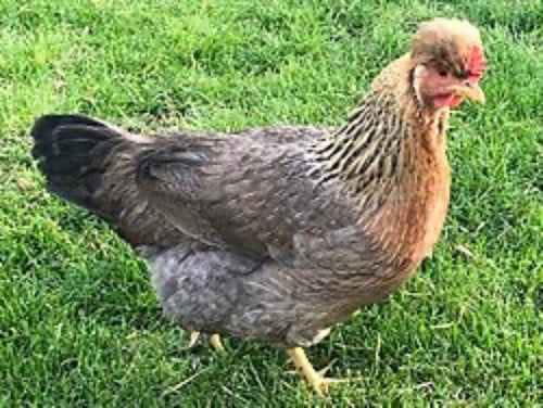 Cream Crested Legbar