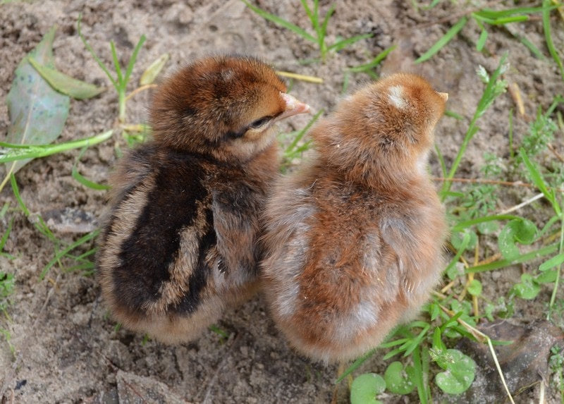 Bantam Bielefelder