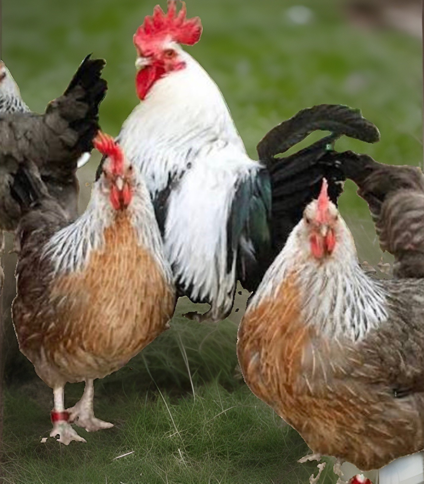 Silver Dorking Chicken